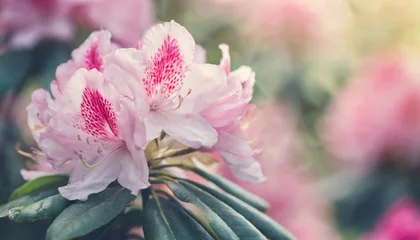 Photo sur Plexiglas Azalée beautiful pink rhododendron blossom background shallow depth soft focus faded colors toned pastel image greeting card template