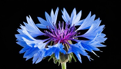 one blue cornflower flower centaurea cyanus isolated on black - obrazy, fototapety, plakaty