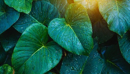 foliage of tropical leaf in dark green with rain water drop on texture abstract pattern nature background