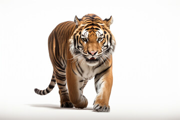 Obraz premium Tiger Charging on a White Background. Beautiful feline portrait