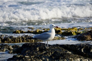 A mediterranean seagull standing at the coast of the ocean in Menorca