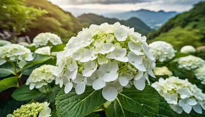 Rolgordijnen closeup of white hydrangea flower bush © Pauline