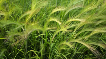 Summer's Essence: Rye Grass in Stunning Detail. Generative AI