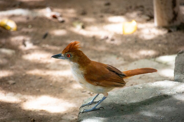 Choró-boi - Great Antshrike  (Taraba major)