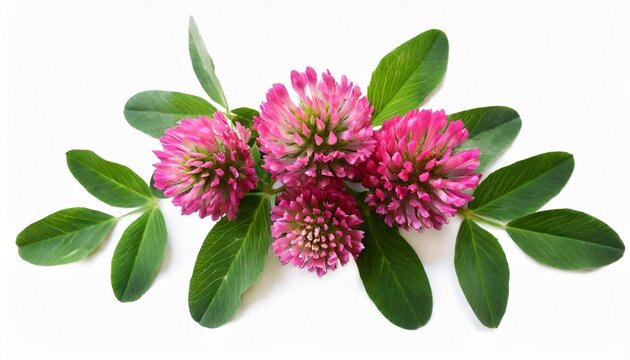 creative floral arrangement of red clover flowers isolated on white background element for creating design postcards patterns floral arrangement wedding cards and invitation