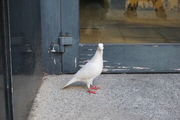 A white pigeon standing in front of a door in Menorca