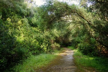 Fototapeta na wymiar Small path in a forest in Menorca