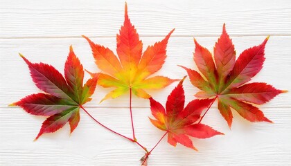 autumn japanese maple lea isolated on white background flat lay top view - obrazy, fototapety, plakaty