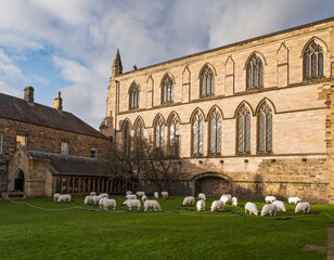Fototapeta premium Hexham Abbey, Northumberland, UK with sheep display.