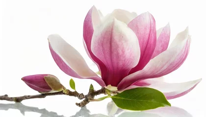 Fotobehang beautiful magnolia flower isolated on white background © Pauline