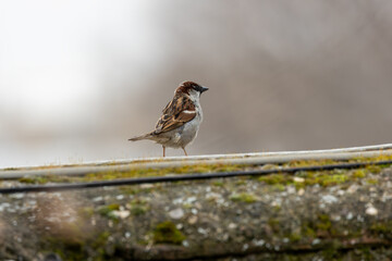 Male House Sparrow (Passer domesticus) in El Retiro Park, Madrid
