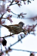 Male House Sparrow (Passer domesticus) in El Retiro Park, Madrid