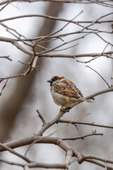 Male House Sparrow (Passer domesticus) in El Retiro Park, Madrid