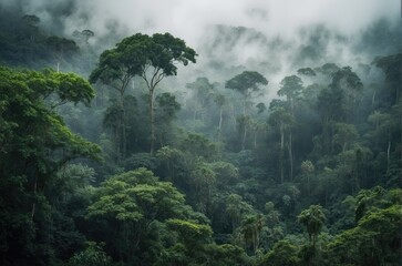 Jungle forests in fog
