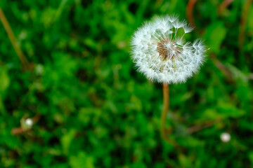 Blown dandelion flower on a blurred green background. Seed head seed dispersal of Taraxacum officinale for publication, design, poster, calendar, post, screensaver, wallpaper, postcard, cover