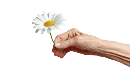 Close-up of grandmother hand holding a daisy flower transporent background. Health elderly care concept.