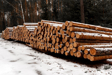 Logging in winter. Coniferous timber felling