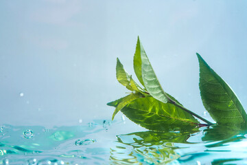 Green natural leaf floats in clear water on a wave. The concept of clean water, purification of...