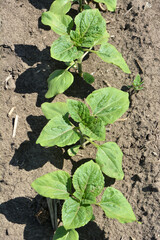 Sunflower grows on a farm field.