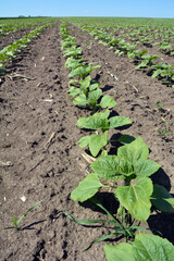 Sunflower grows on a farm field.