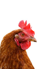 chicken isolated on white