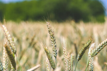 Ears of rye on field