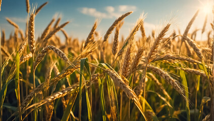 Obraz premium Beautiful meadow with ripe wheat, agriculture