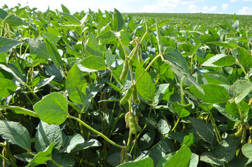 Soybeans grow in the field