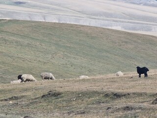 sheep in the field