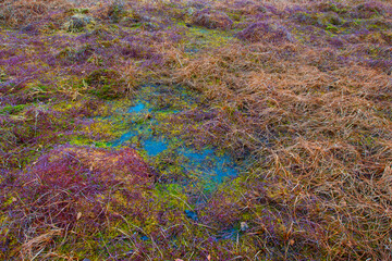 Naturpark Heidenreichsteiner Moor - the marshland in Austria (peat bog, peatbog)