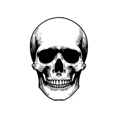 Obraz premium Detailed Skull Vintage Illustration