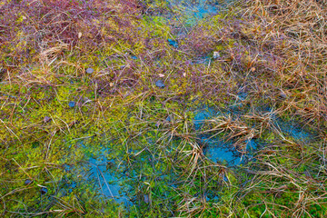 Naturpark Heidenreichsteiner Moor - the marshland in Austria (peat bog, peatbog)