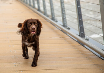 Cute spaniel running over a bridge