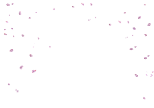 Floating pink rose petal isolated on on a transparent background png. Background concept for love greetings on valentines day and mothers day. Space for text	