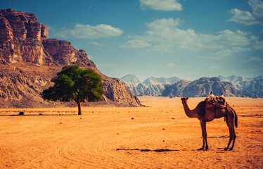 Safari and desert while traveling in Africa, camel and mountains. Road trip in Savannah