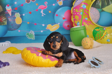 filhote de Dachshund fofo em ensaio fotos no cenário de praia , amor canino, férias de verão 