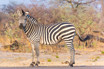 Stolzes  Zebra