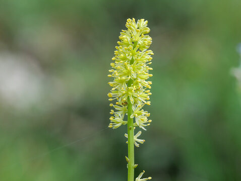 Gew&ouml;hnliche Simsenlilie (Tofieldia calyculata) 