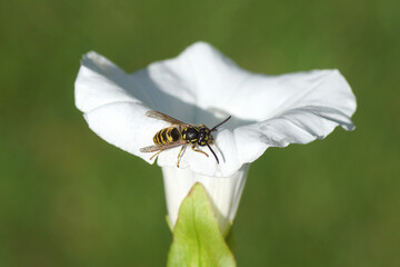 Close up Common wasp (Vespula vulgaris), family Vespidae. On white flower of hedge bindweed...