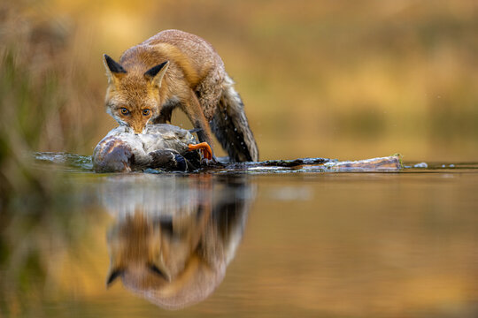 The red fox (Vulpes vulpes) with his prey wild duck (Anas platyrhynchos) in the river in the forest.