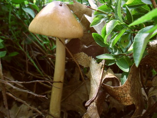 mushroom in the forest