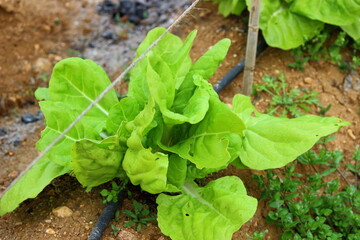 lettuce in the garden