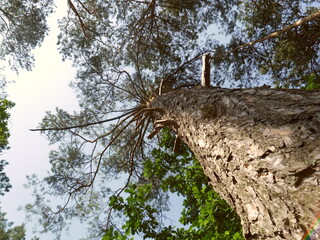tree in the forest