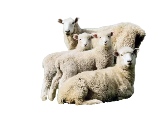 Poster sheep and lambs isolated on white © Viola