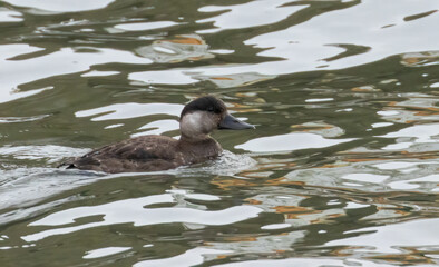 Female common Scoter bird swimming in the water