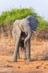 Obraz premium Witziger Elefant