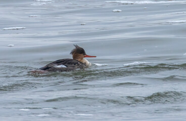 red-breasted merganser sea duck in big waves 