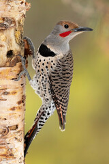 Male Northern Flicker (red-shafted) Feeding on Birch Tree