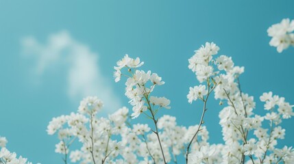  a bunch of white flowers with a blue sky in the background with clouds in the sky in the background is a blue sky with a few white clouds in the foreground.