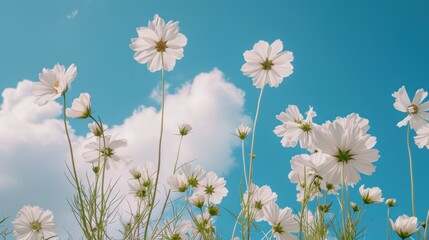  a bunch of white flowers in a field with a blue sky in the back ground and clouds in the sky in the back ground, and in the middle of the foreground.